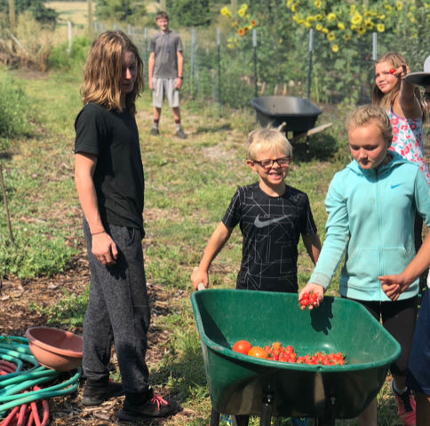 Residents work together to harvest tomatoes